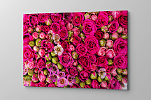 Obraz Bed of roses 1587